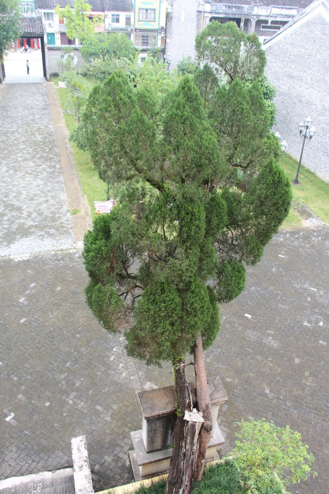 邓小平当年亲植的柏树