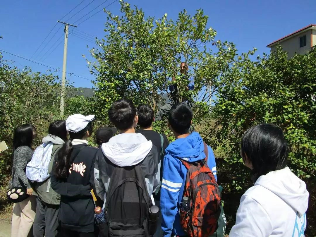 ▲ Day4 迴龙寨，树上的老人能说梧州话、官话和白话三种语言